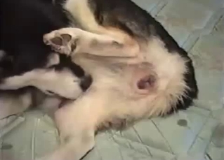 Kinky dog showing its tasty ass pussy