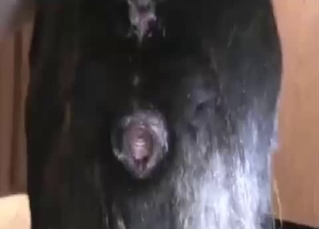 Exploring and probing animal pussy