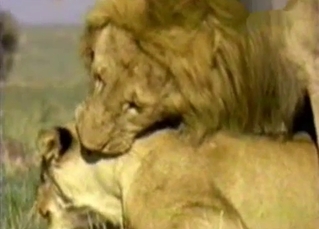 Passionate lion fucked his horny gf from behind