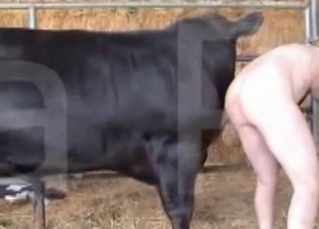 Black bull drills a slender young zoophile