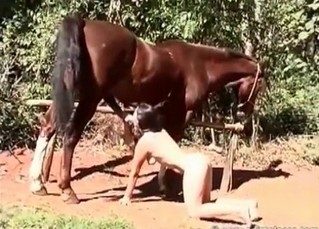 Brown horse gets sucked by awesome zoophile