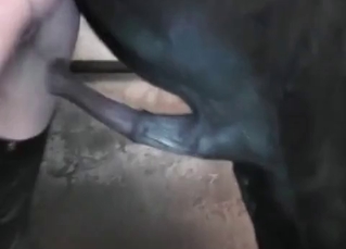 Black stallion pounds a tight cunt