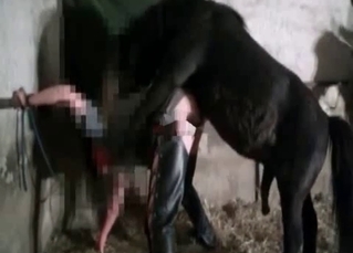 Black pony in homemade farm bestiality