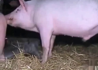 Cute pig is a good animal for bestiality sex
