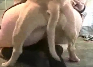 White dog and a wide-opened shaved cunt