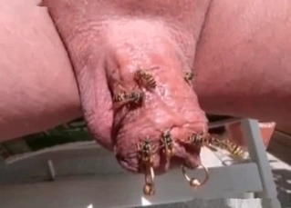 Crazy painful bestiality XXX with wasps