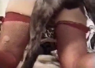 Slut in stockings wants that dog cock