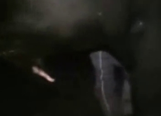 Extreme nighttime BJ for a gay horse