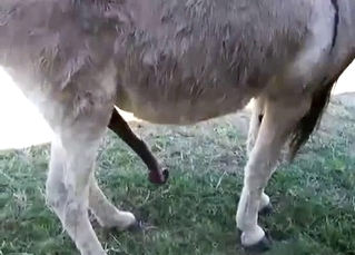 Two horses are about to fuck, HARD