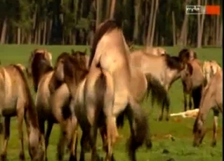 Compilation of animals having sex on cam