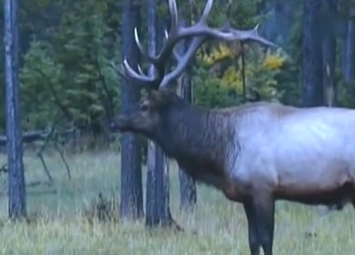 Compilation of animals having sex on cam