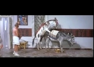 Compilation of animals having sex on cam