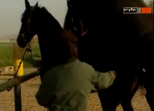 Compilation of animals having sex on cam