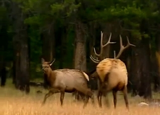 Compilation of animals having sex on cam