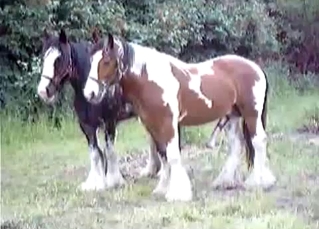 Compilation of animals having sex on cam