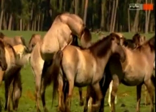 Compilation of animals having sex on cam