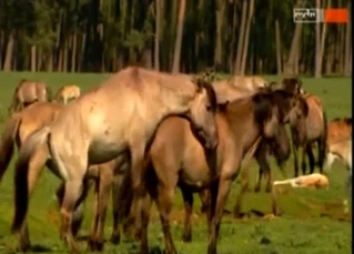 Compilation of animals having sex on cam