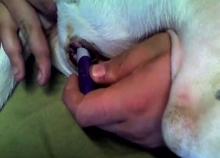 Fucking dog's pussy with a big sharpie