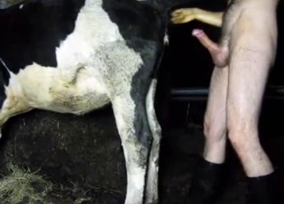 Dude is gonna fuck that sexy-ass cow