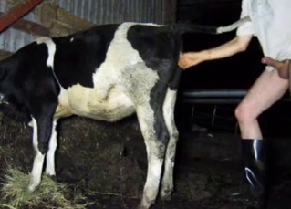 Dude is gonna fuck that sexy-ass cow