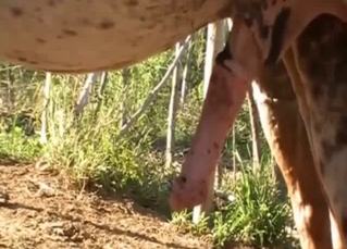 This nice horse has a pretty massive loaded penis