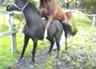 Two nice horses have amazing bestiality XXX