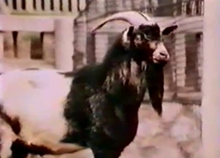 Goat is gonna fuck another goat