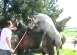 Hot-ass horse is going to fuck another horse