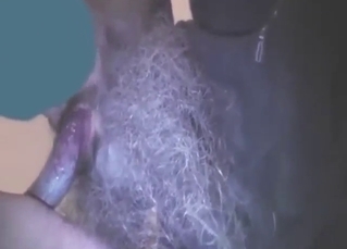 Dog play experience with a slutty beast stroked