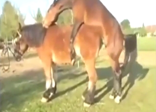 Fresh tight horse pussy fucked by another beast