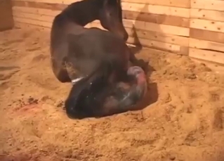 Birth scene for the real freaks out there