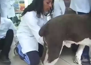 Latino bestiality trio extracting dog cum here