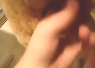 Yellow Labrador dog fucked in a POV movie