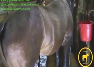 Horse shows off its body and is ready to climax