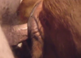 Skinny dude pounding a cow's kinky wet cunt