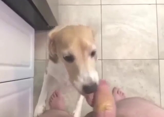 Dude is going to feed his hard dick to dog in POV