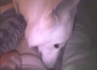 Porn close-up movie with a BBW that gets licked