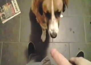Small and sexy dog gets to taste a guy's cock