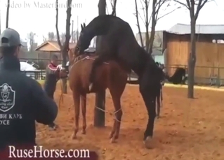 Cute and hard horse-on-horse fuck session