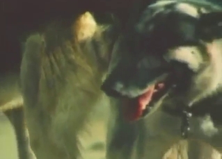 Dogs encouraging each other to cum so hard