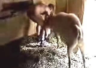 Porn-style buck fuck with two farm animals