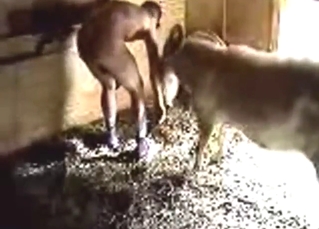 Porn-style buck fuck with two farm animals