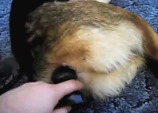 Assfuck for a German Shepherd: toy slides in