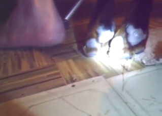 Hot guy wishes to fuck a Rotty's rectum real deep