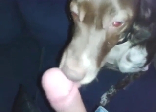 Tongue play from a sexy dog that gets sucking