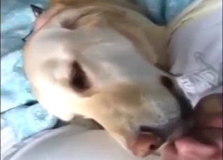 Adorable animal joins him in the bed tonight