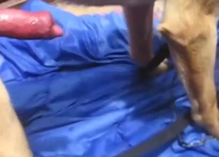 Fucking slut with a wet pussy wants a dog's cock