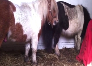 Pony cocksuck experience with a slutty guy