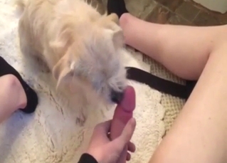 Tongue pleasure with a guy who wants a fellatio