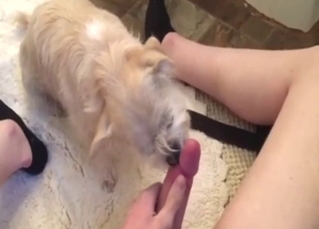 Tongue pleasure with a guy who wants a fellatio